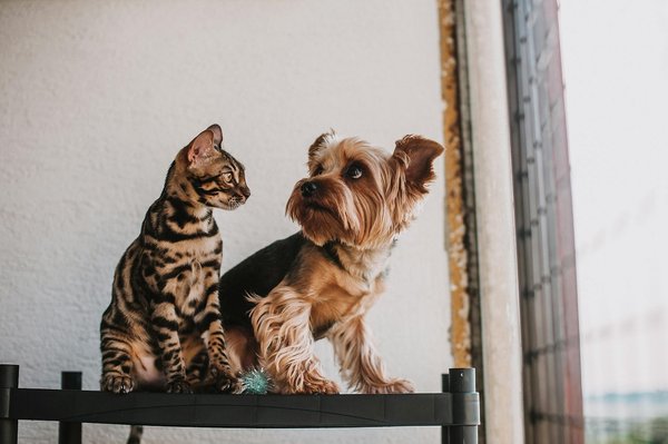 Ensuring Pet Happiness: Tips for Thriving and Why They Matter